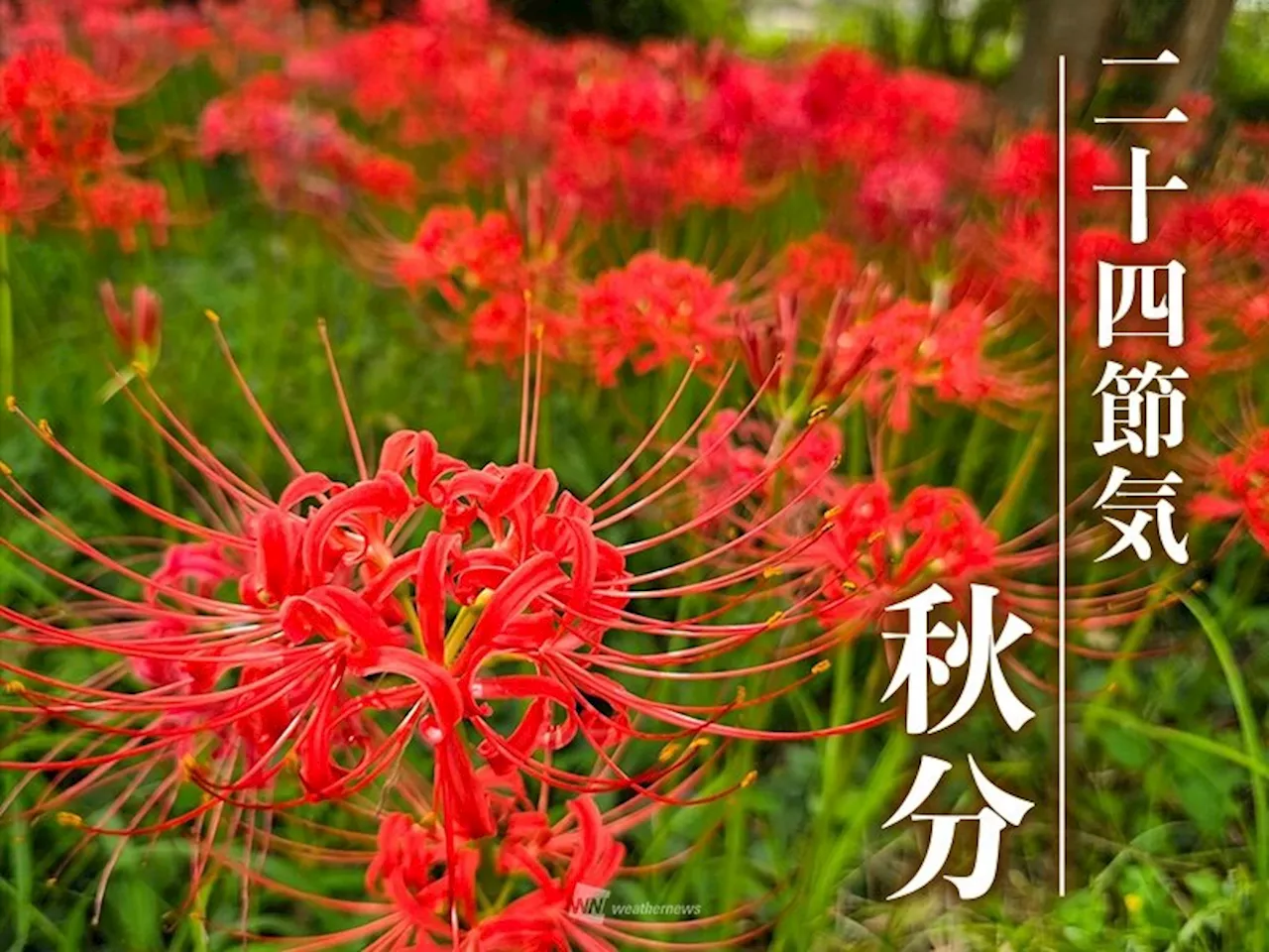 二十四節気「秋分」 秋分に咲く花は地獄の花？天界の花？（2024年9月22日）｜BIGLOBEニュース