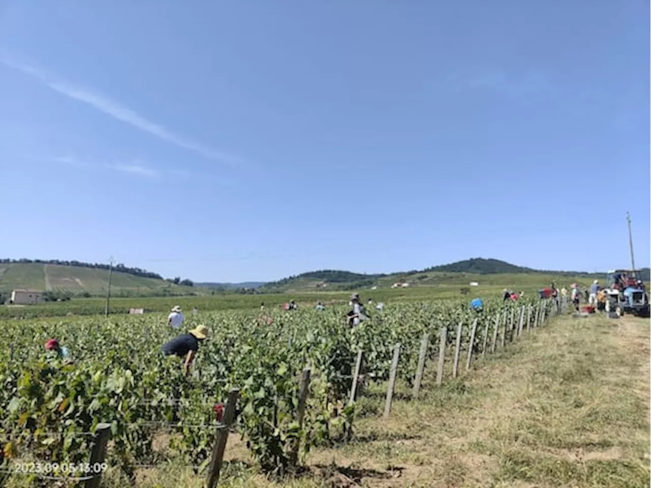 Vendemmia amara, perché i giovani italiani preferiscono la Francia