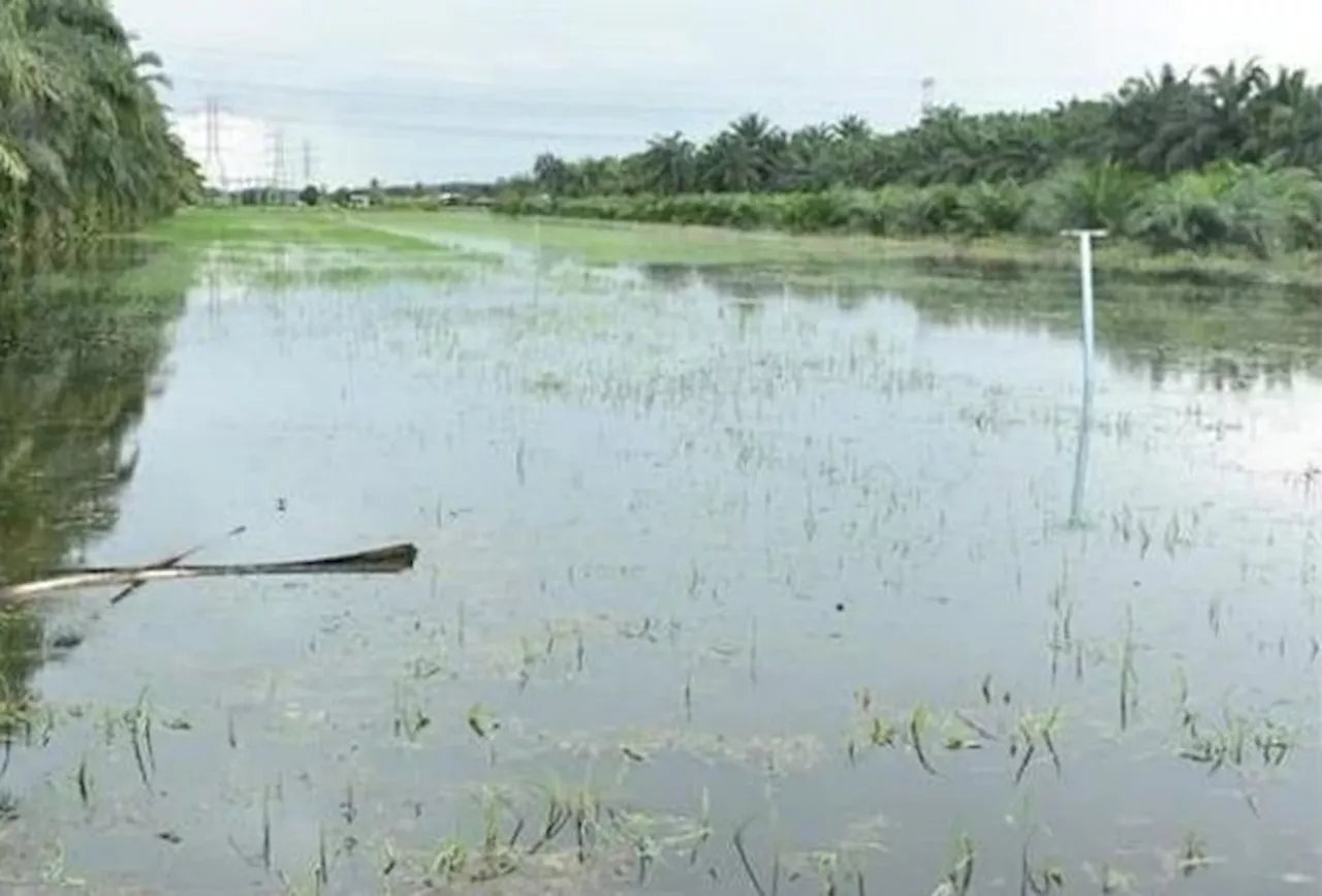 Over 5,000ha of padi fields affected by floods, RM32mil losses