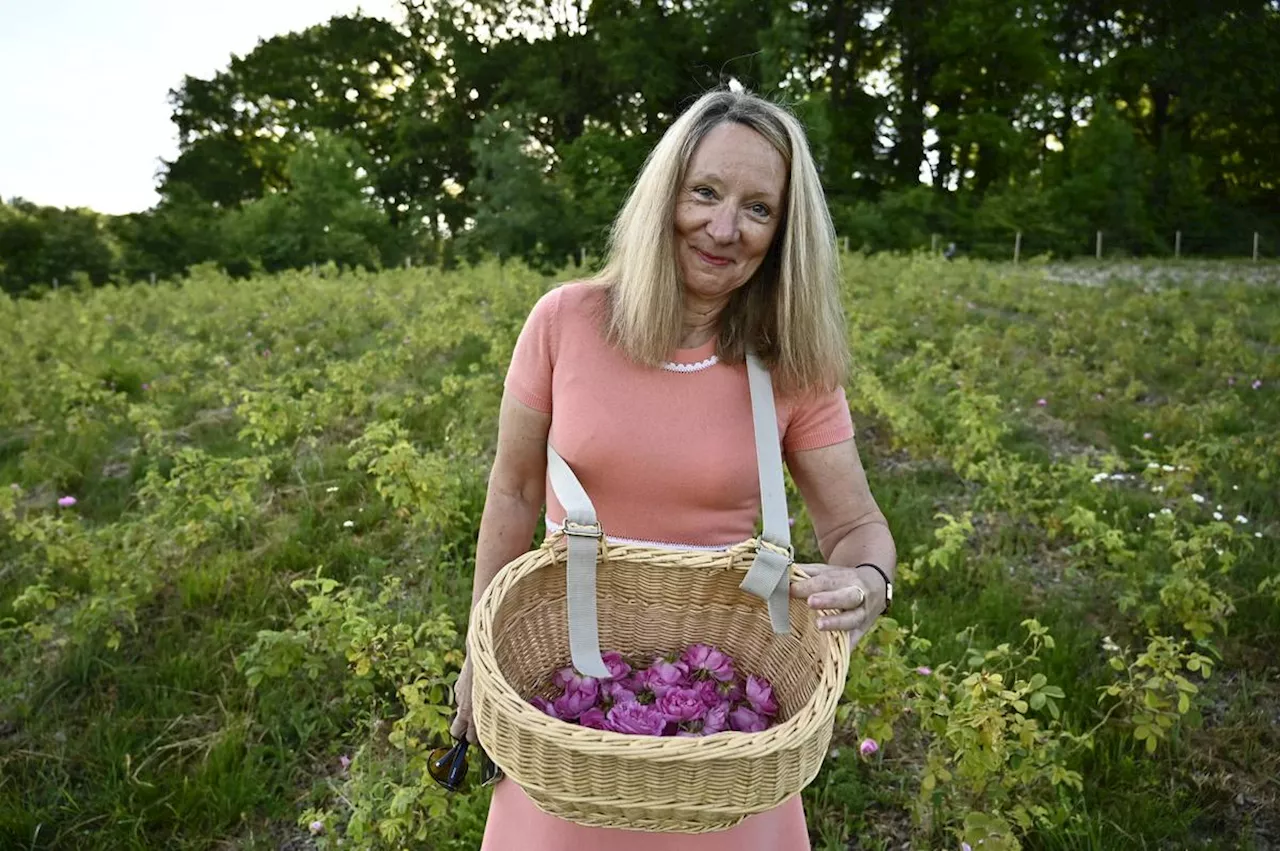 Lot-et-Garonne : la rose de Damas se décline aussi bien en gastronomie qu’en cosmétique