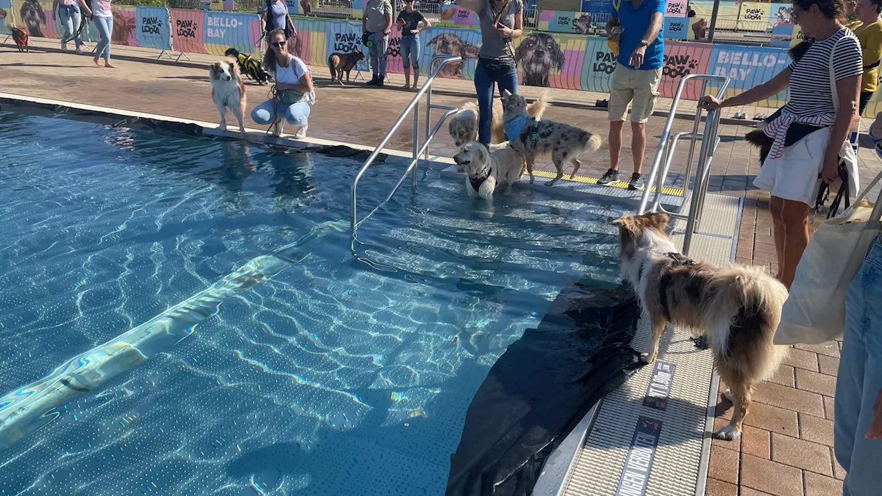 2000 Vierbeiner bei Hundefestival in Düsseldorf