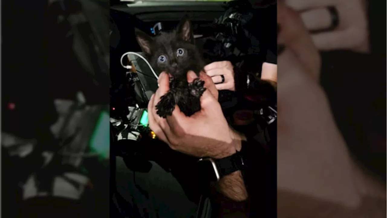 JSO Officers Rescue Trapped Kitten From Storm Drain In Fairfax