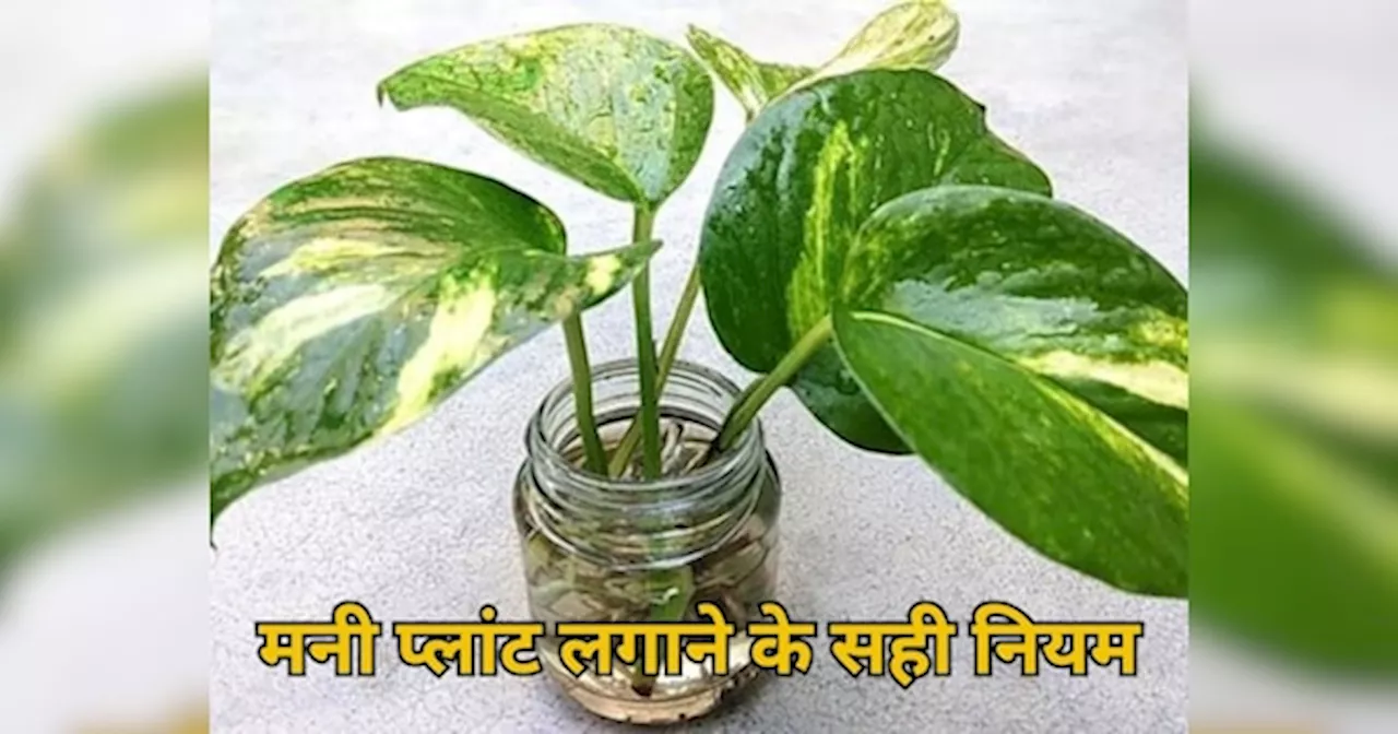 Money Plant Vastu: घर में मनी प्लांट लगाने से पहले जान लें सही वास्तु नियम, फायदा मिलने की जगह हो सकता है भारी नुकसान!