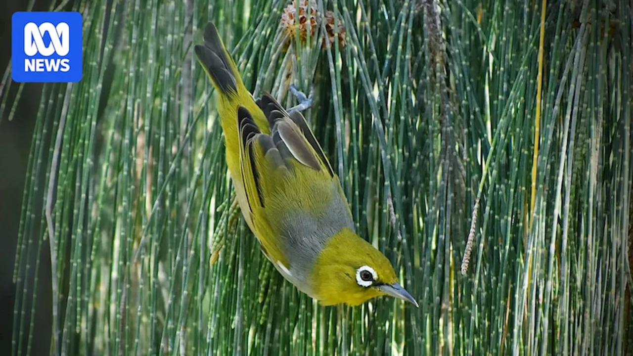 Lady Elliot Island silvereye birds give rare view of evolution in action