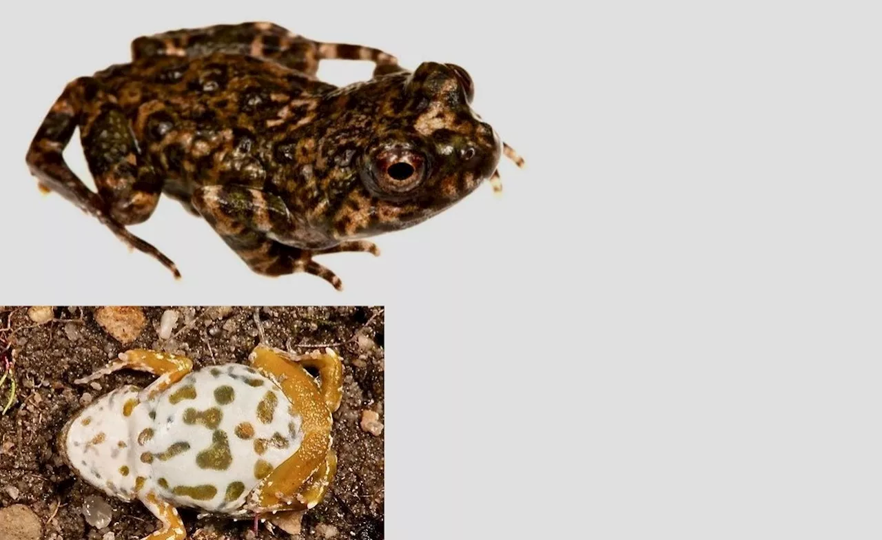 South Africa: New Frog Species Found in Cederberg