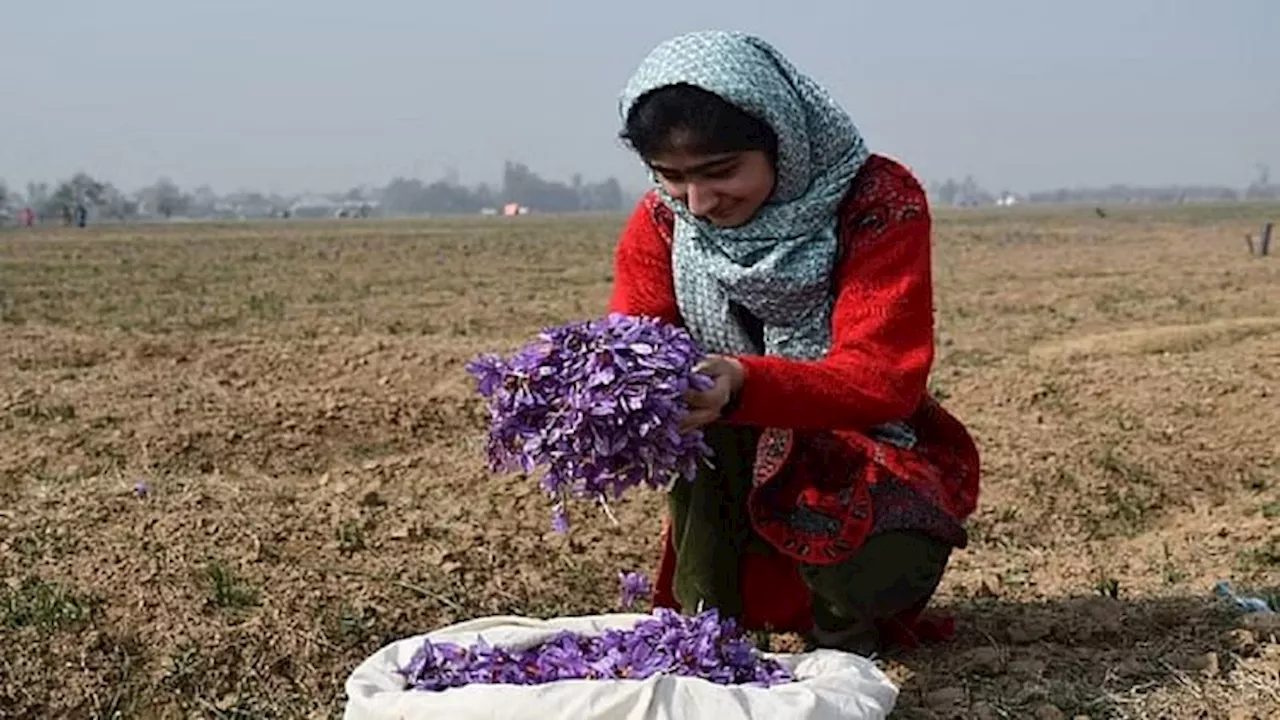 Srinagar : ग्लोबल वार्मिंग से कश्मीरी केसर पर गहराया संकट, बिगड़ गया खेती के लिए जरूरी पर्यावरणीय संतुलन