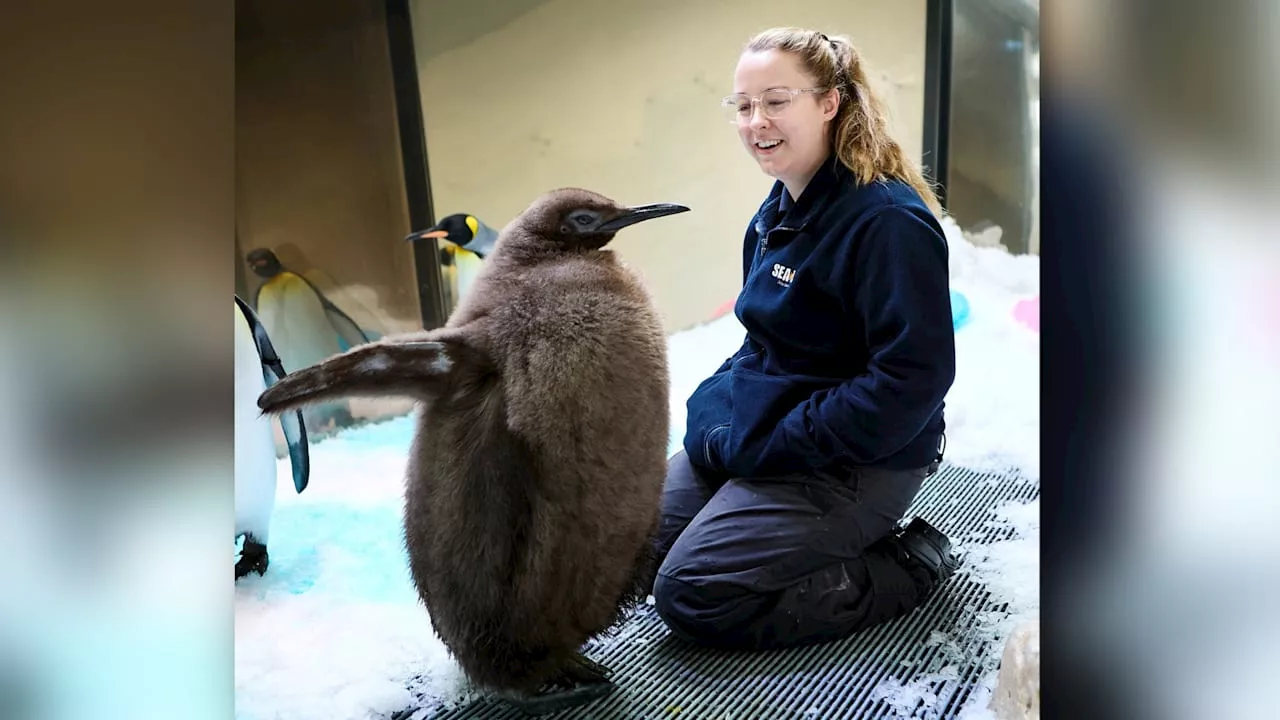 Internet verliebt in Baby-Pinguin: Pesto wiegt mehr als seine Eltern zusammen