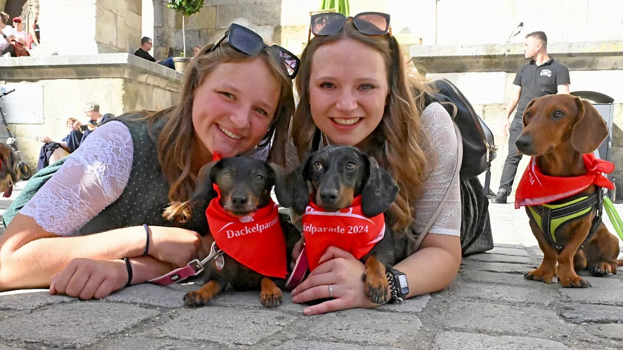 Regensburg: 1175 Schnauzen bei der 1. Dackel-Demo