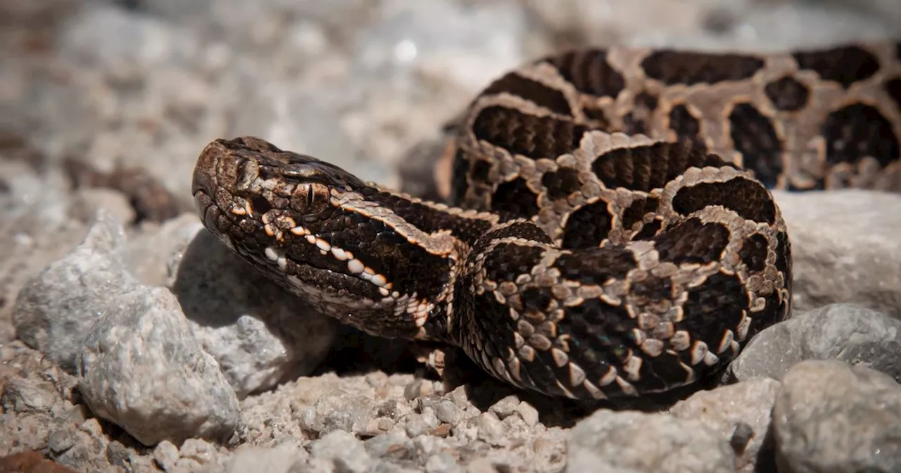 Ontario Resident Encounters Rare Endangered Rattlesnake