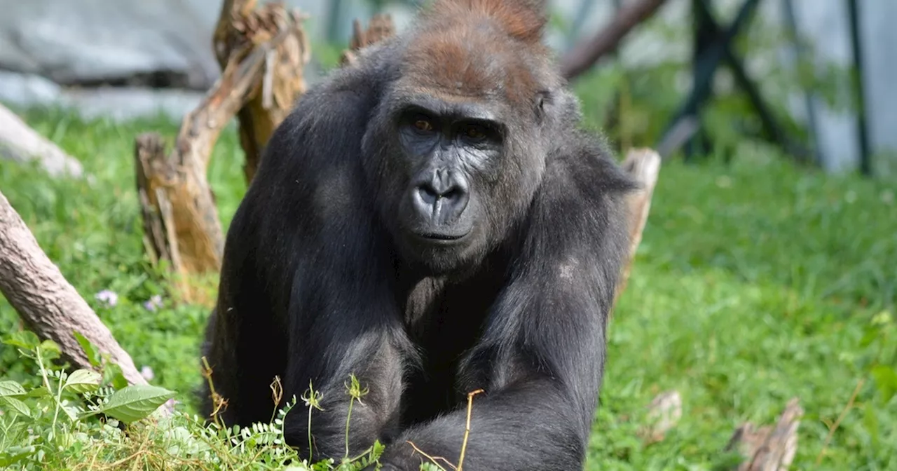 Gorilla Bokito angriber kvinde i Rotterdam Zoo