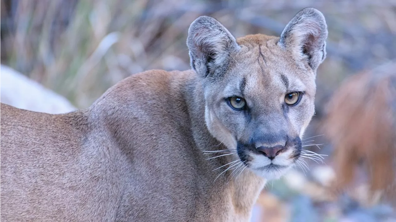 Analysis: Colorado Voters Weigh a Ban on Hunting Mountain Lions as Attitudes Toward Wild Predators Shift