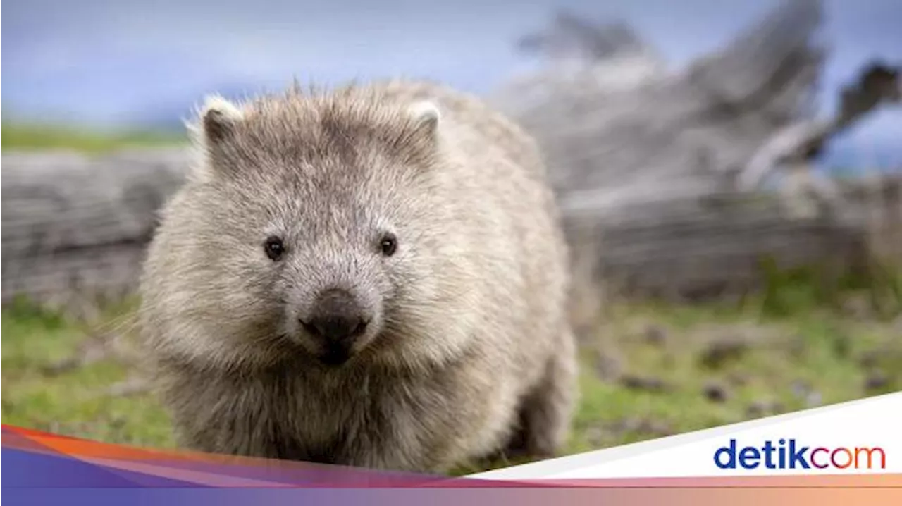 Mengenal Wombat, Hewan Unik yang Punya Kotoran Berbentuk Kubus