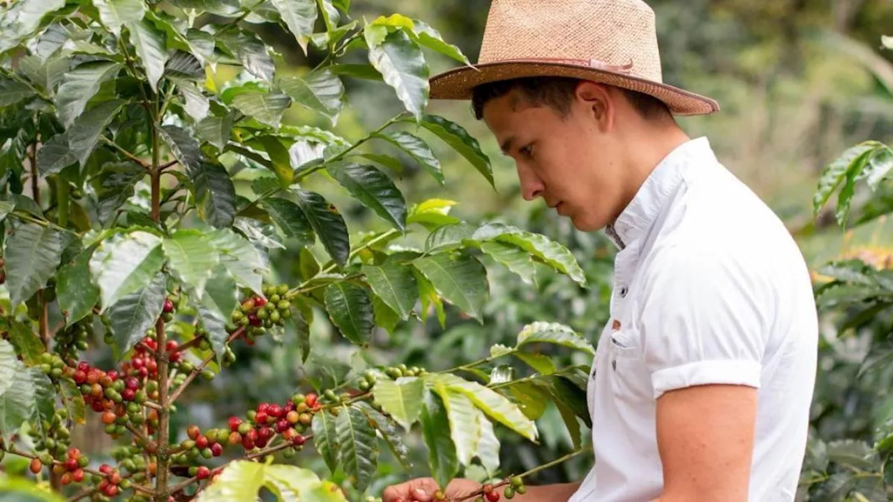 El café está servido / Análisis de Ricardo Ávila