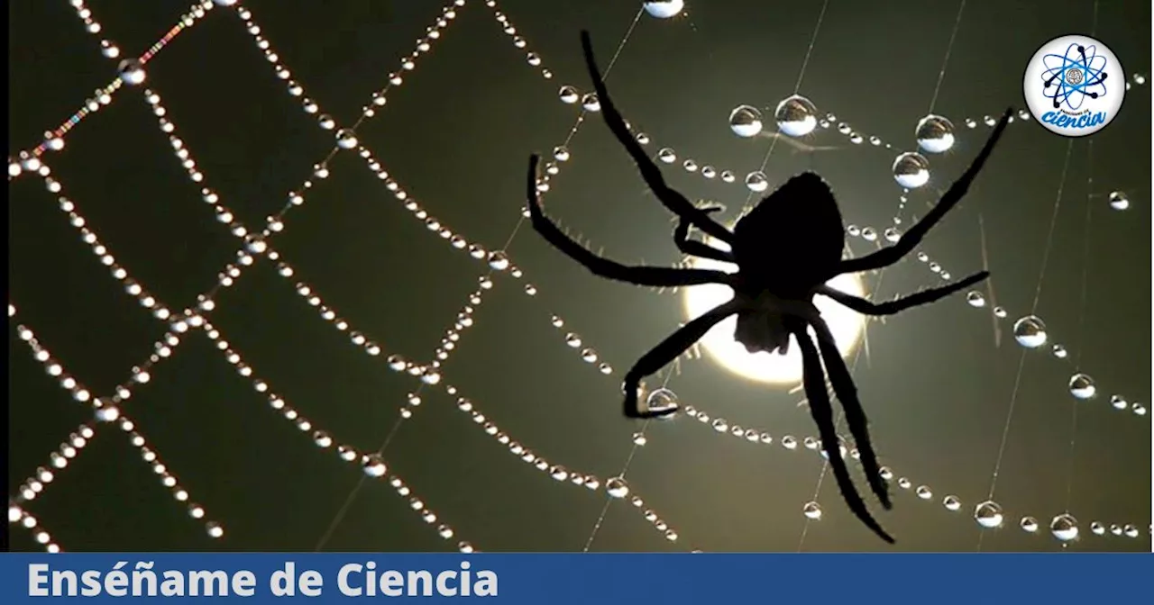 Araña desconocida: revelan el descubrimiento de una nueva especie con características únicas