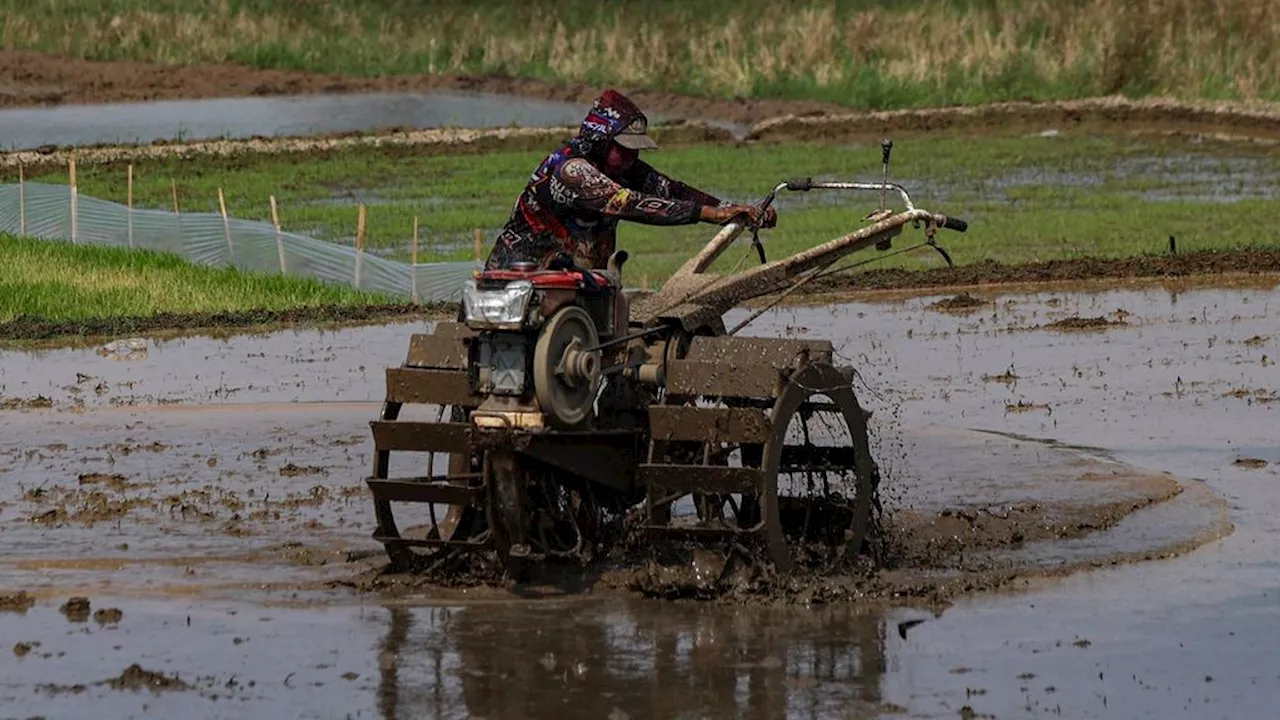 Kesejahteraan Petani Turun, Produksi Padi Berpotensi Naikkan Harga Beras