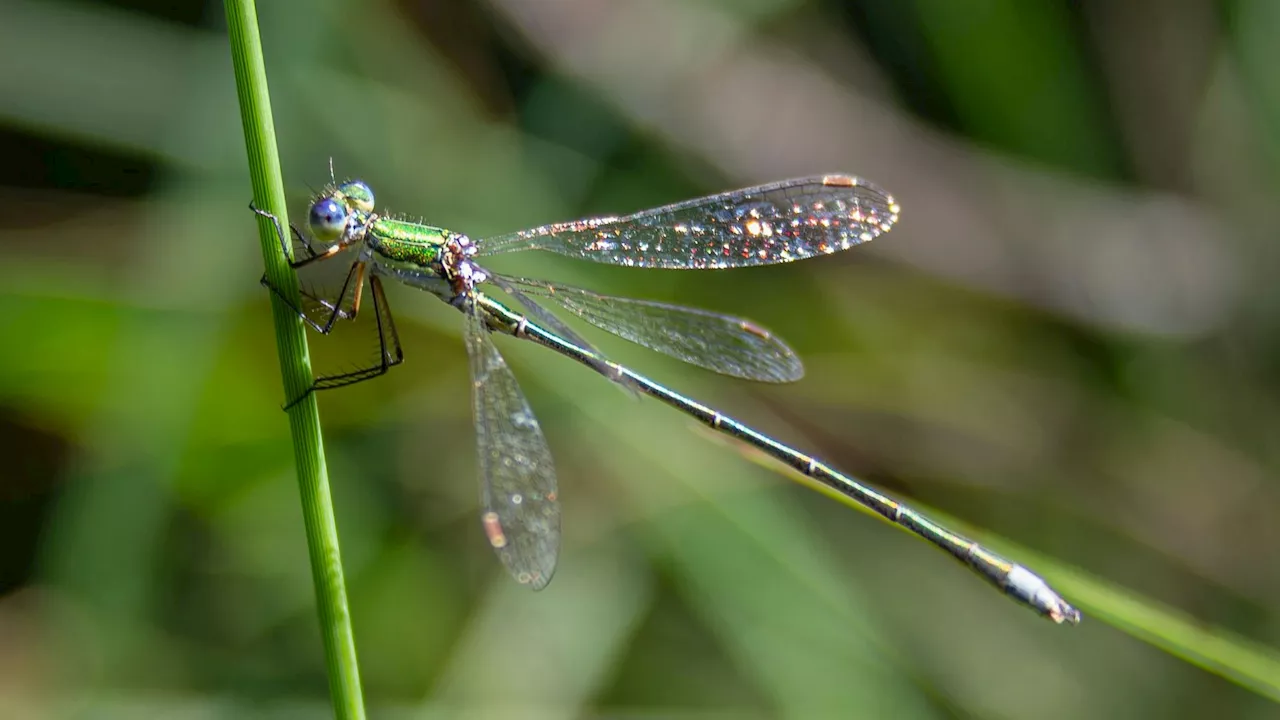  Sensationsfund! Seltene Libelle in Schrems entdeckt