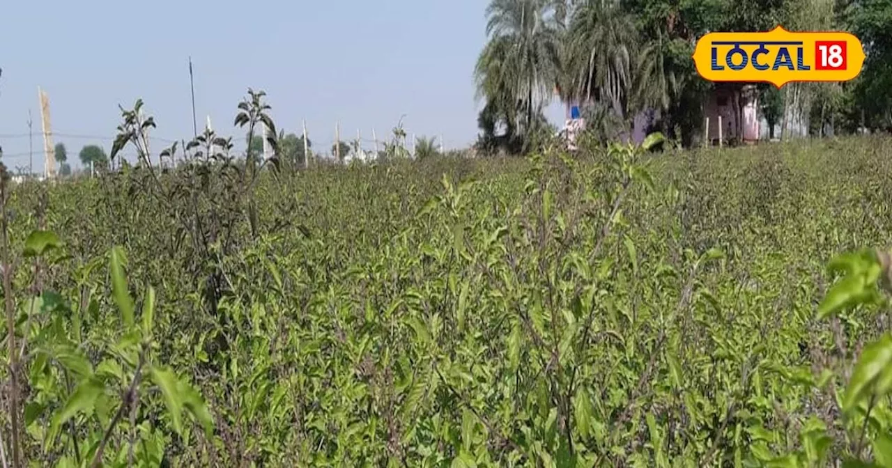 इस महीने करें तुलसी की खेती, किसान होंगें मालामाल, 2000 रुपए/किलो बिकता है तेल