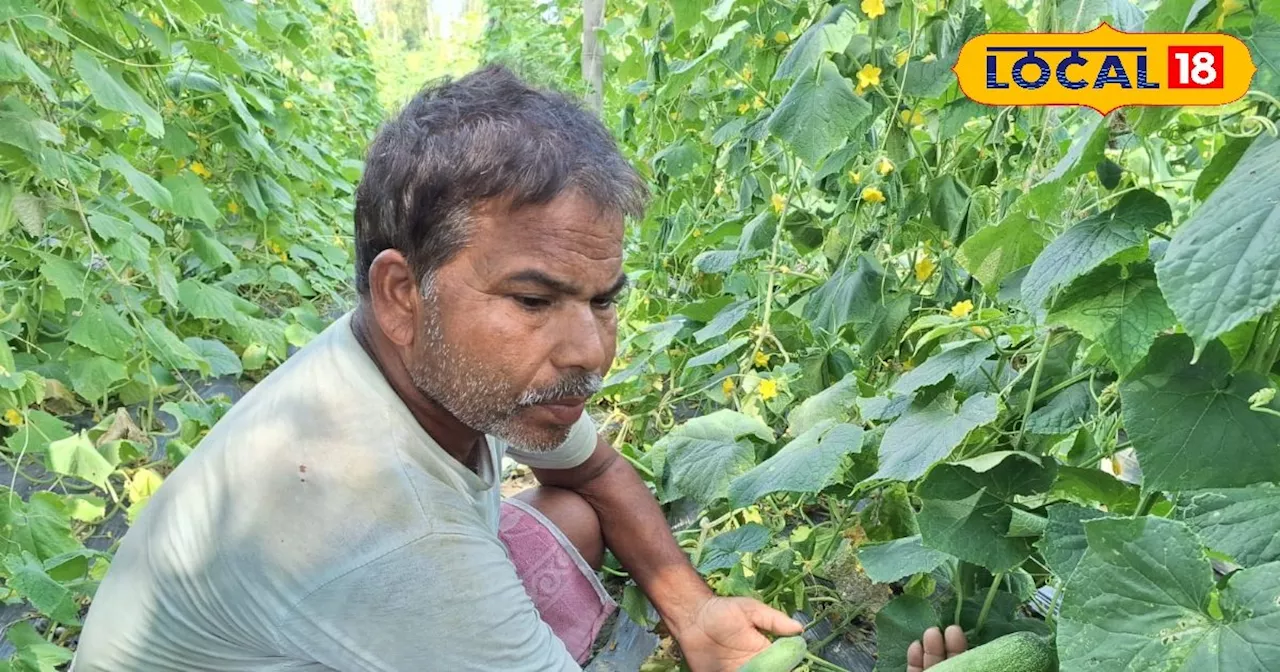 इस विधि से खीरे की खेती कर मालामाल बना किसान, सिर्फ 40-45 दिनों में हो रही तगड़ी कमाई, जानें तरीका