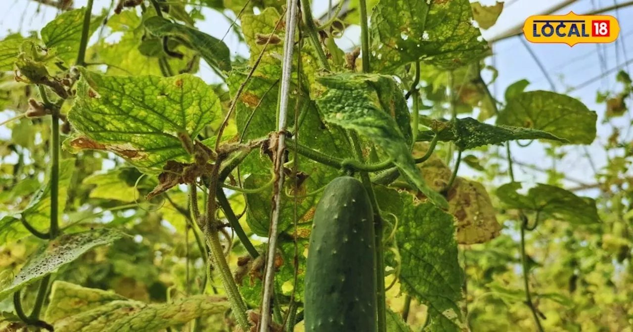 पॉलीहाउस में आधुनिक तकनीक से करें खेती, बिना जोखिम होगा बंपर उत्पादन, किसान भी होंगे मालामाल