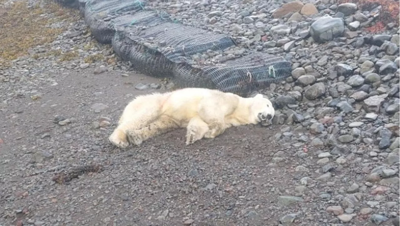 Islanda, un raro orso polare arriva dalla Groenlandia su una lastra di ghiaccio: la polizia lo uccide