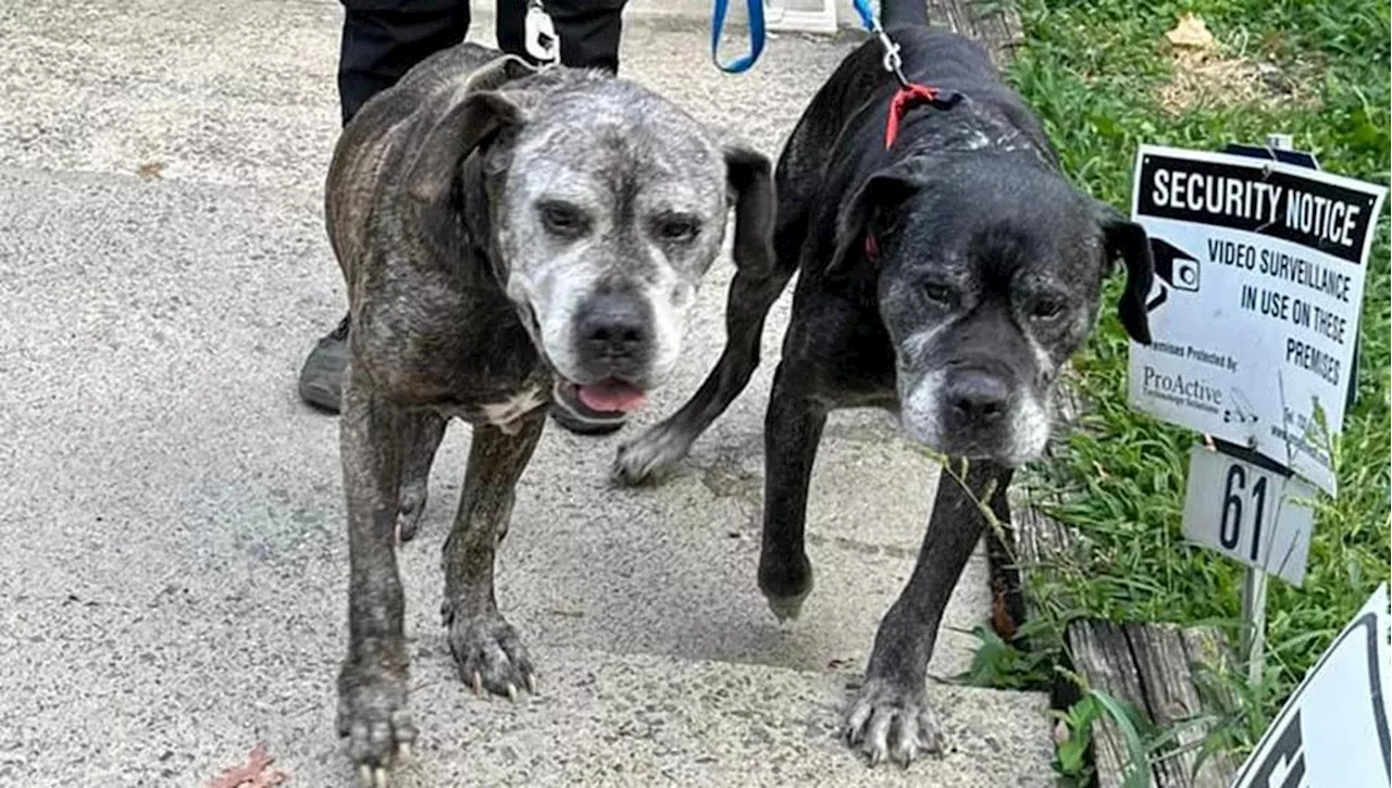 Trovano due cani anziani legati al cancello del rifugio con una lettera che spiega un disperato gesto d’amore