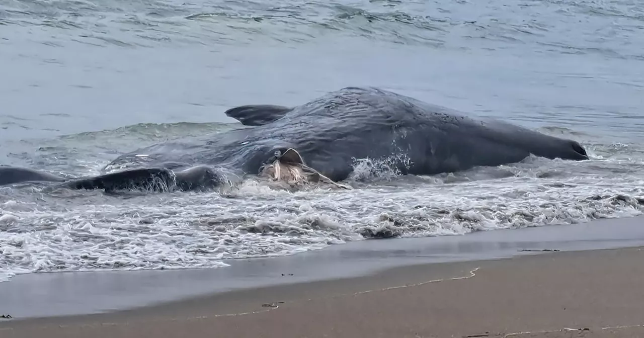 Female sperm whales becoming more frequent off the coast of Ireland