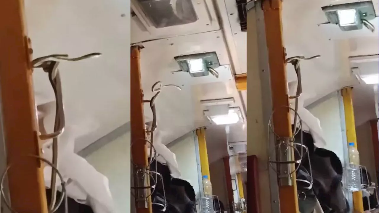 Snake In Train: ट्रेन में बर्थ के नीचे से निकला सांप, यात्रियों में मचा हड़कंप; Viral Video देखकर आप भी रह जाएंगे दंग