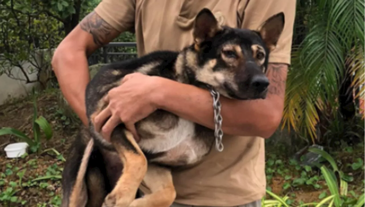 Il cane si perde durante il tifone Yagi: quando la sua famiglia lo ritrova, “piange” anche lui dalla gioia