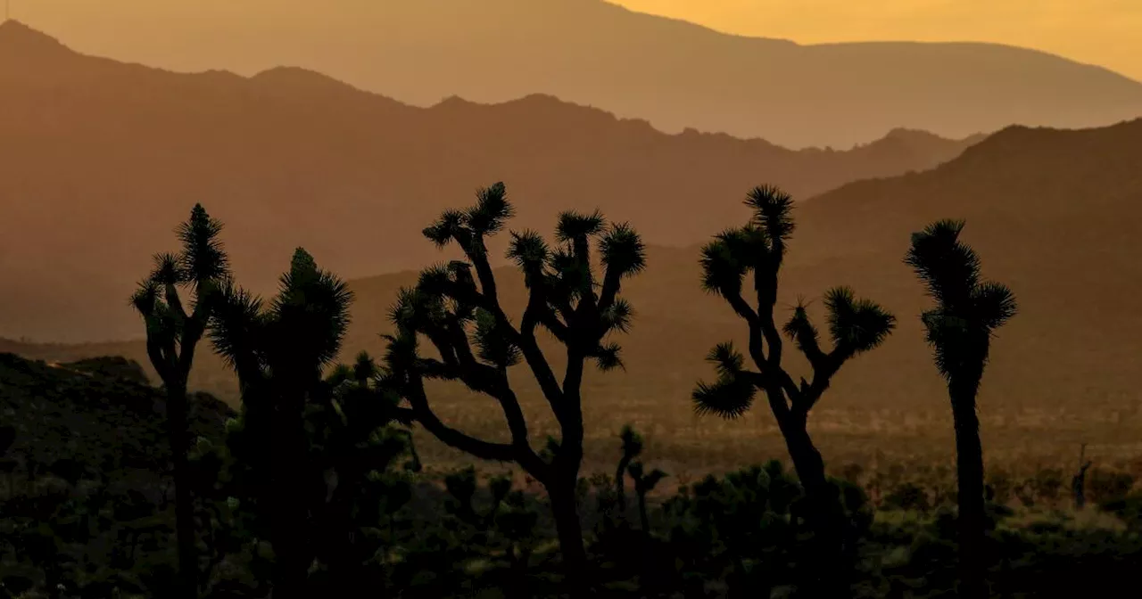 Man arrested in Joshua Tree on suspicion of firing gun after chase across two counties