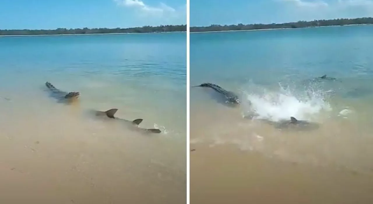 Un coccodrillo circondato da squali sulla spiaggia