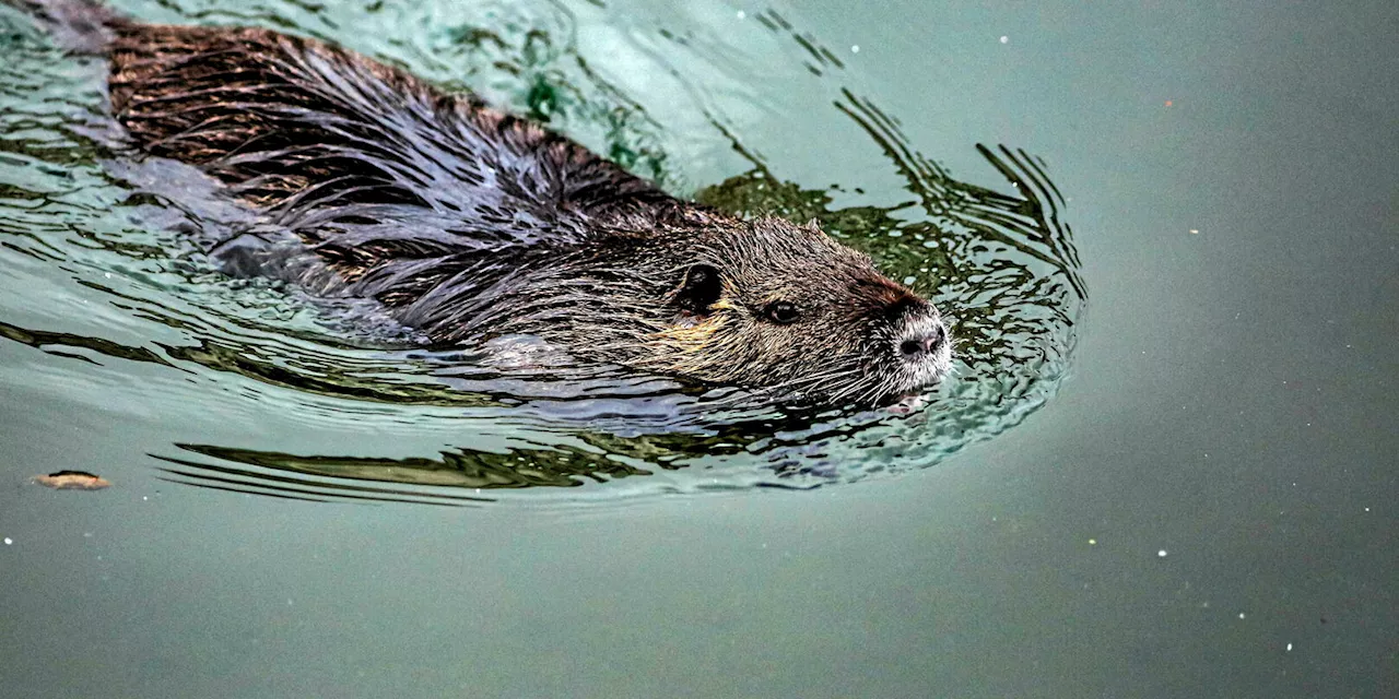 Biodiversité : ces bonnes nouvelles que l’on veut nous cacher