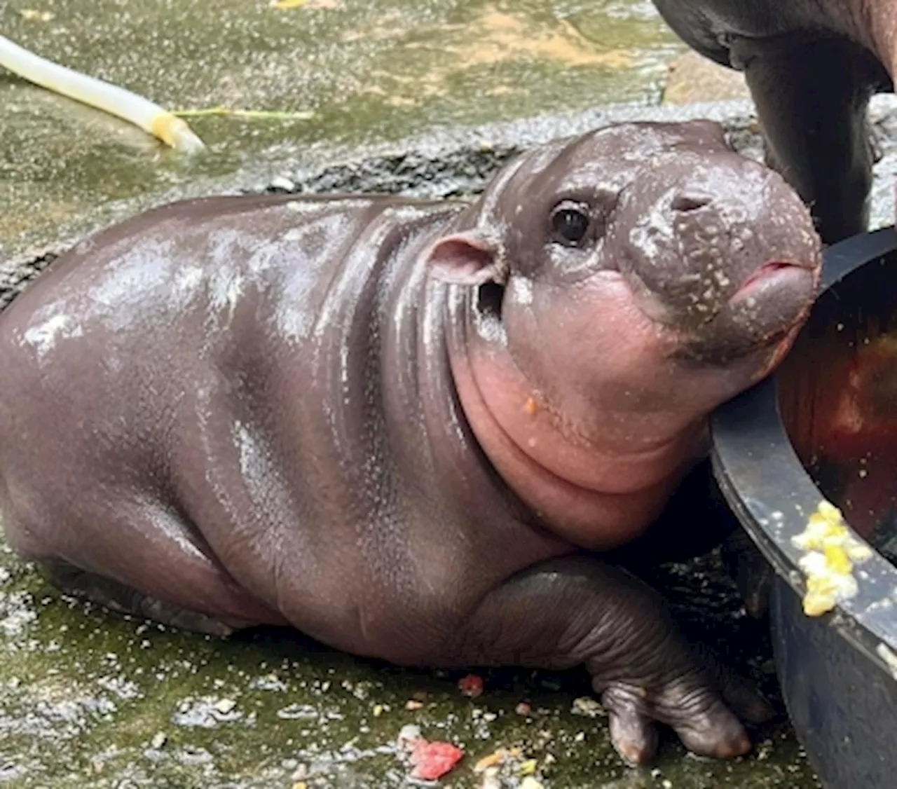 Moo Deng is safe! Zoo in Thailand insists operations in accordance with international standards after baby pygmy hippo's virality leads to accusations