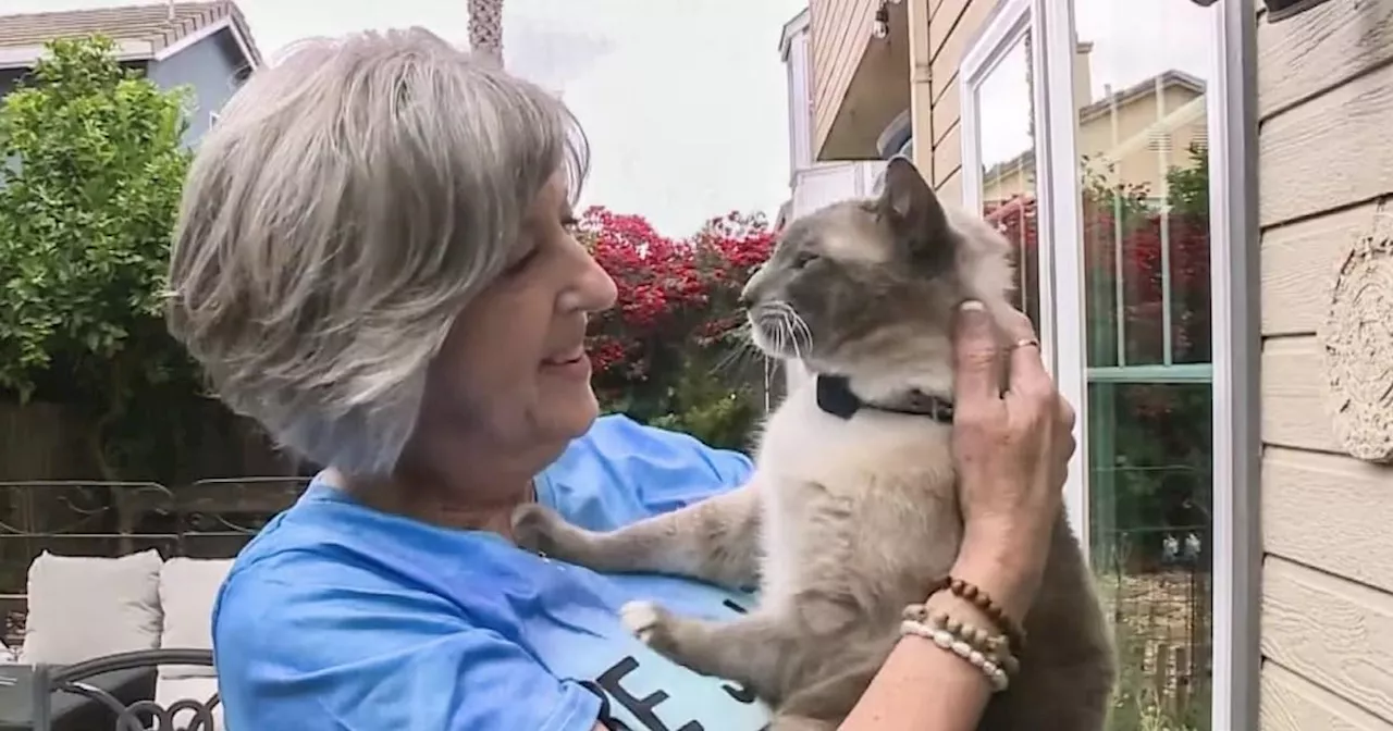 Cat missing for two months travels 800 miles and is reunited with owners