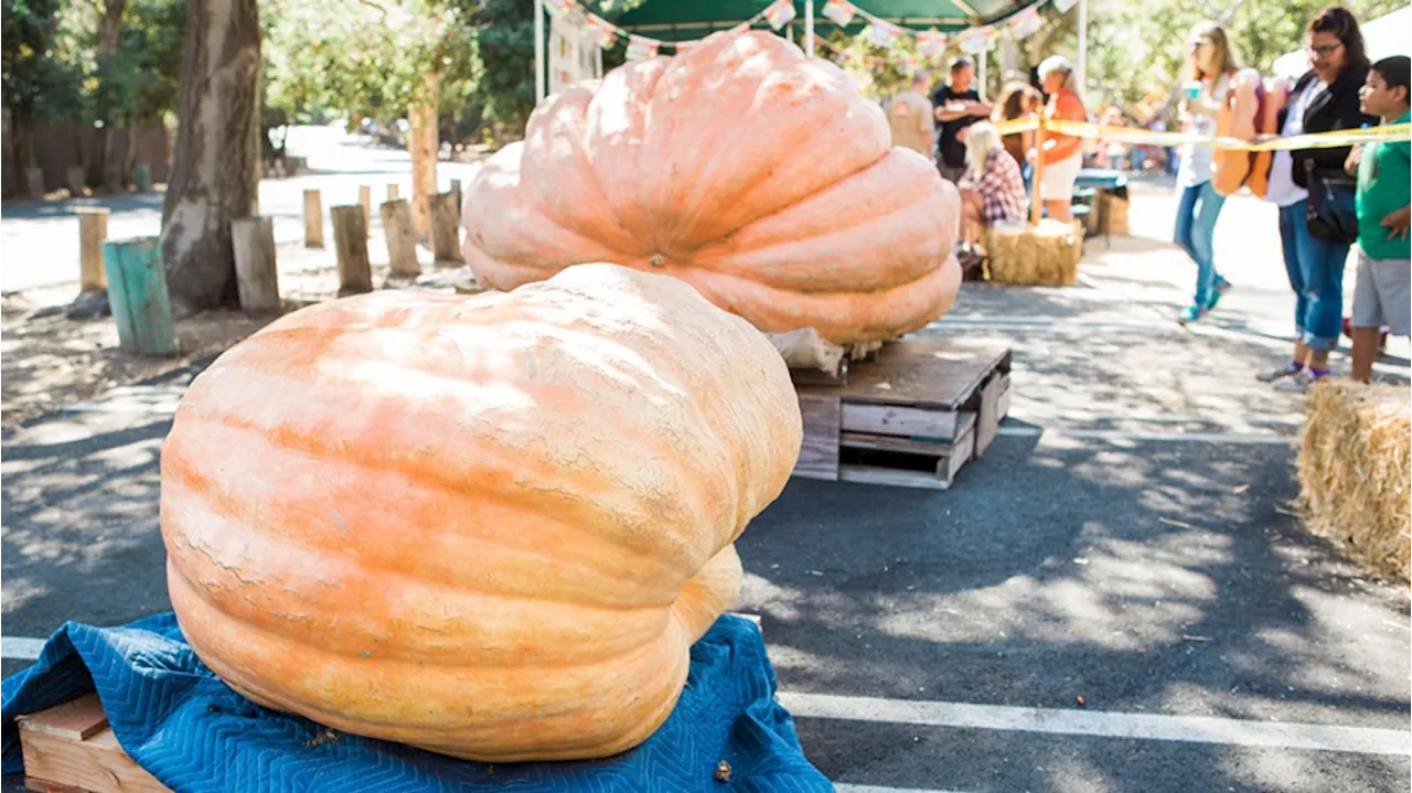 Giant pumpkins go all the weigh at this spectacular size showdown