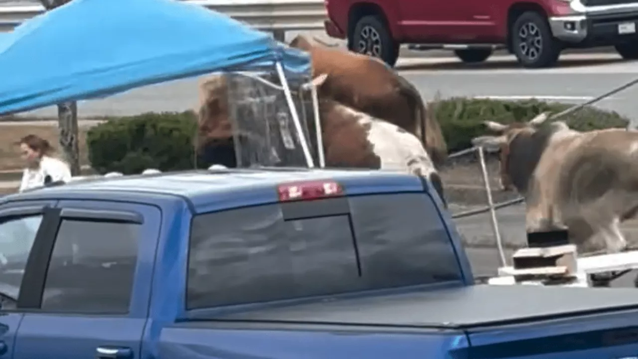 8 bulls escape North Attleboro rodeo and charge through mall parking lot; 1 still on the loose