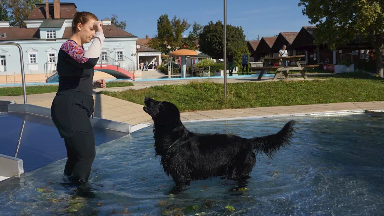 Erster „Hunde-Kneipp-Tag“ zum Saisonende im Freibad Hollabrunn