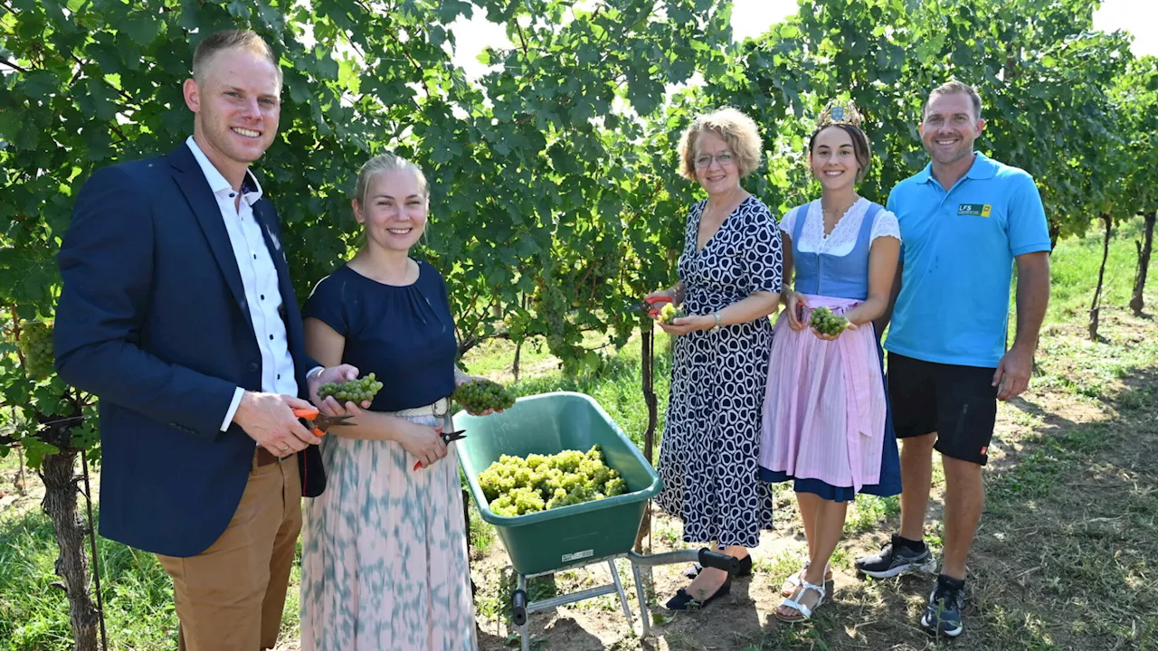 Weinlese an den NÖ Landesweingütern ist schon fast abgeschlossen