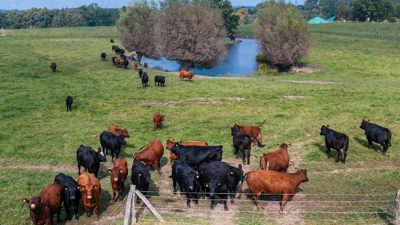 Mecklenburg-Vorpommern: Tausende Menschen besuchen Bio-Landpartie