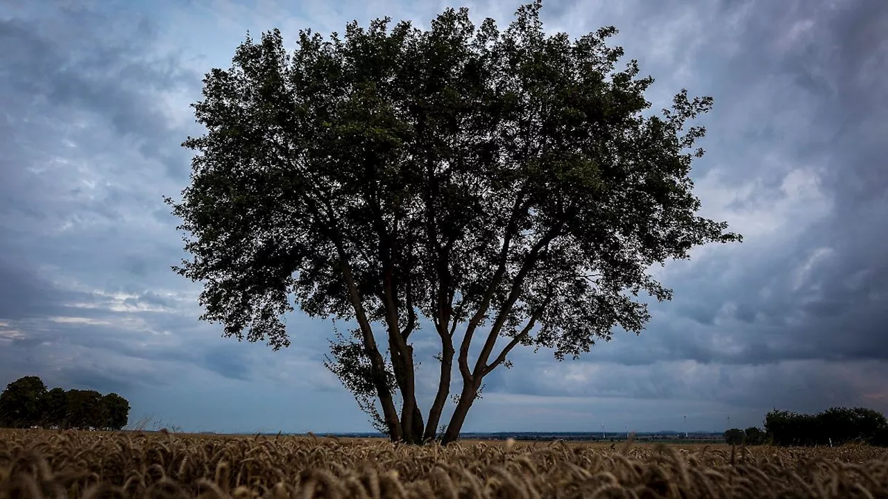 Niedersachsen & Bremen: Wetterwechsel: Es wird herbstlicher in Niedersachsen