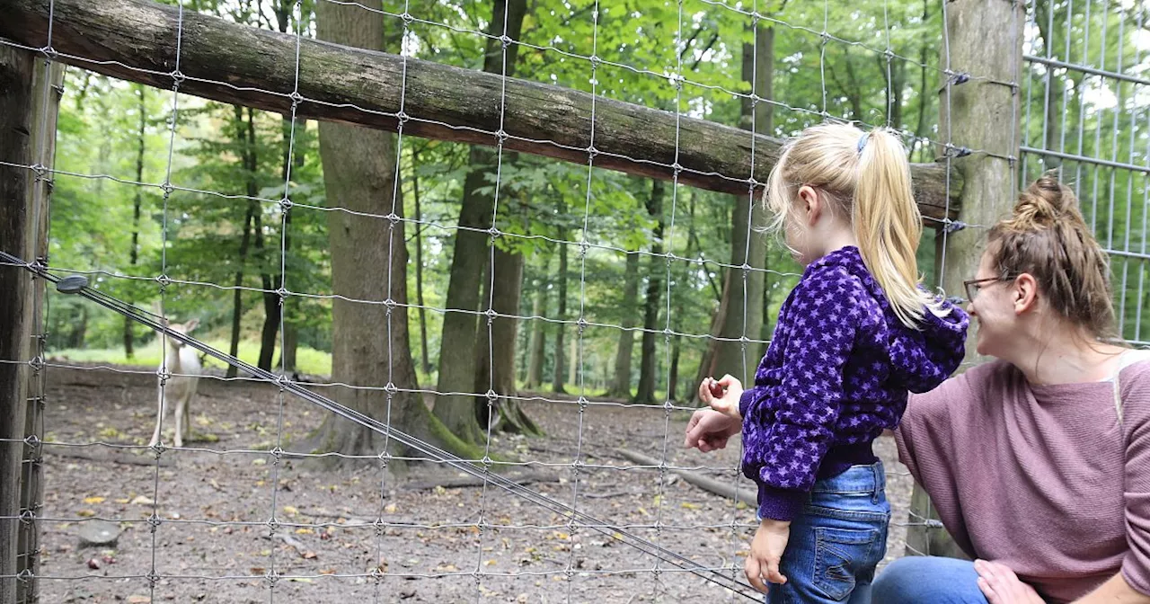 Süßigkeiten und Chips: Falsche Fütterung ist eine Gefahr für Damwild in der Oeynhausener Schweiz