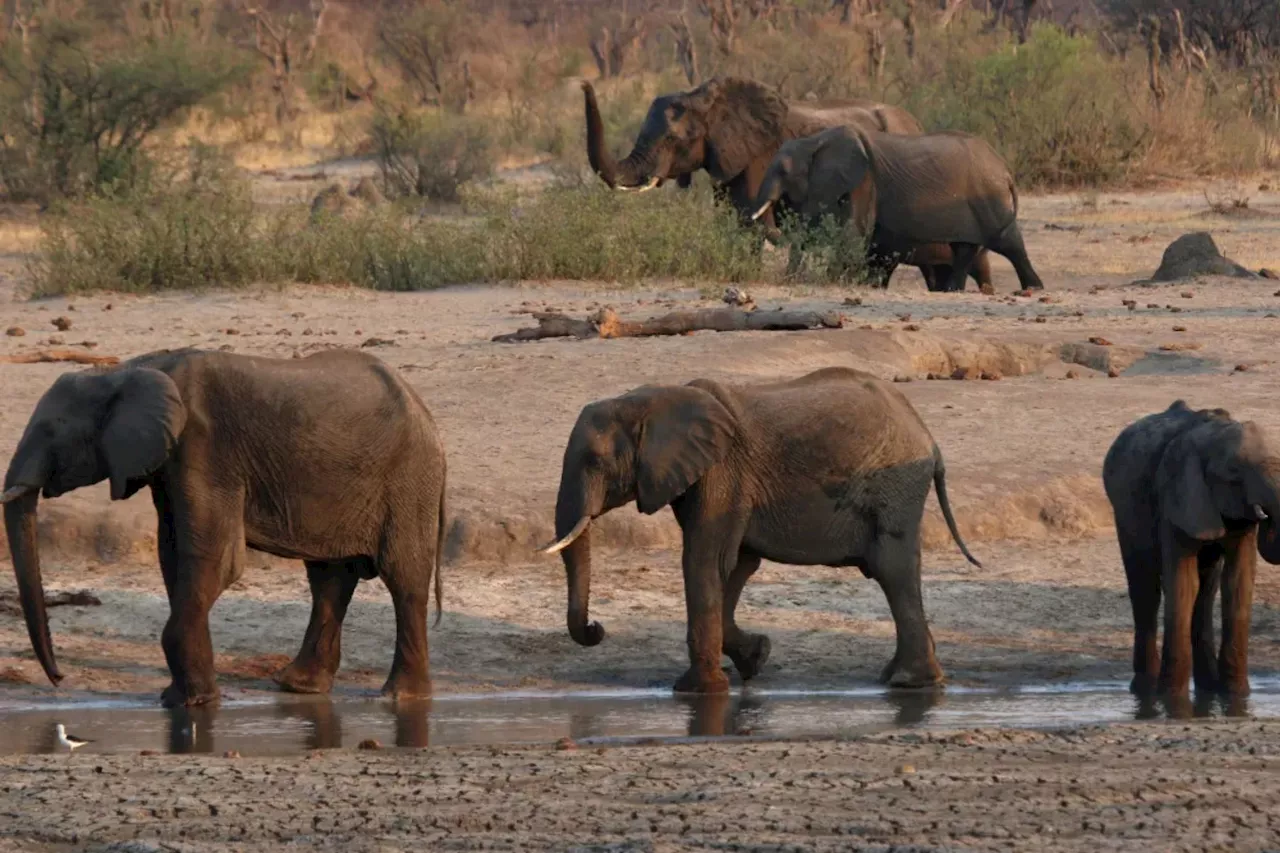 Zimbabwe criticized for allowing mass killing of elephants amid El Nino-produced drought