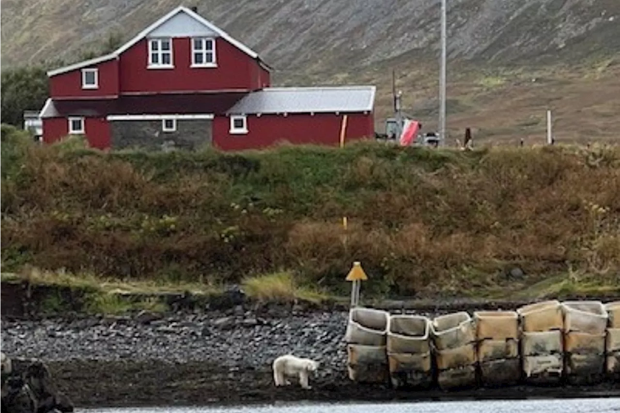 Rare polar bear picking through garbage in Iceland killed by police