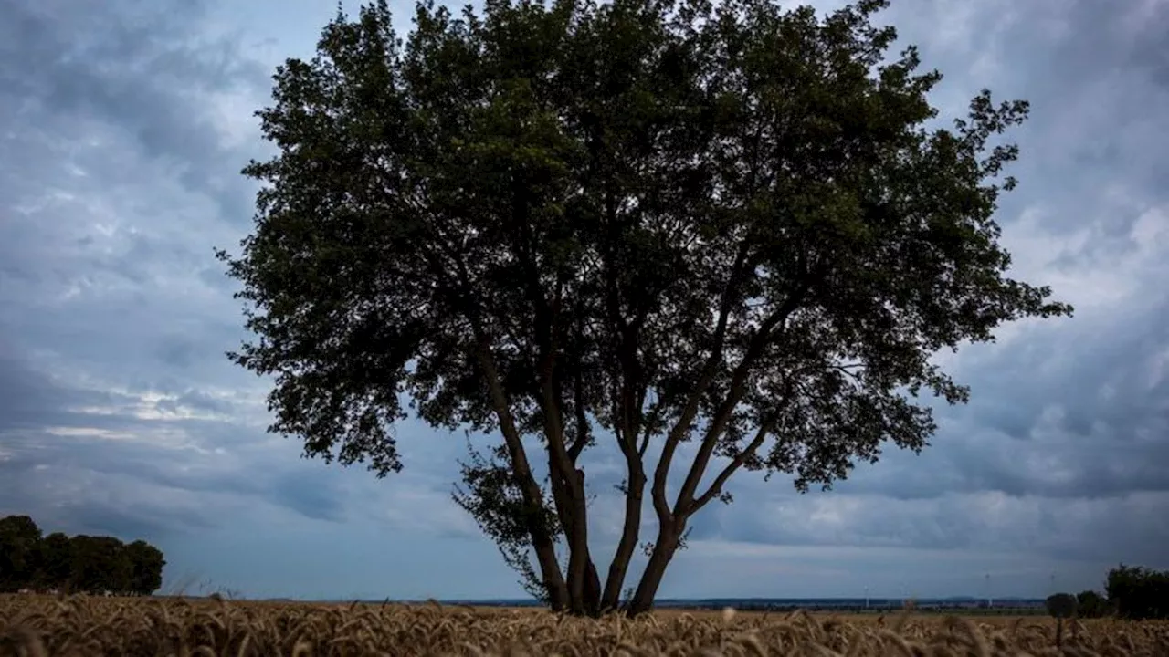 Kühlere Temperaturen: Wetterwechsel: Es wird herbstlicher in Niedersachsen