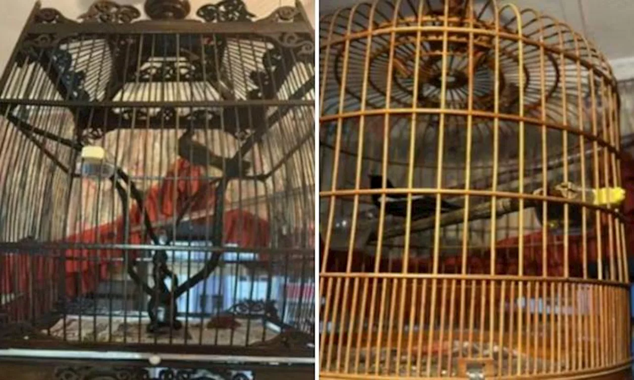 Birds, cages and cash stolen from Changi pet shop: 14-year-old among 4 arrested