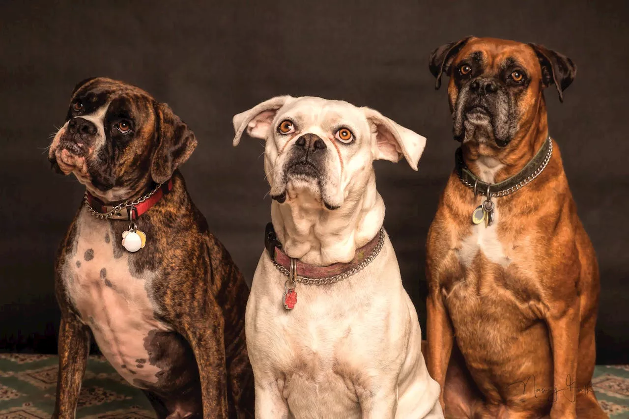 Can Pets Recognize Their Siblings?