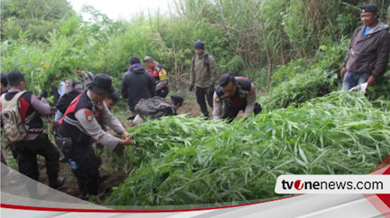 22 Lokasi Ladang Ganja di Kawasan TNBTS Kembali Ditemukan, Polisi Amankan 25 Ribu Barang Ganja