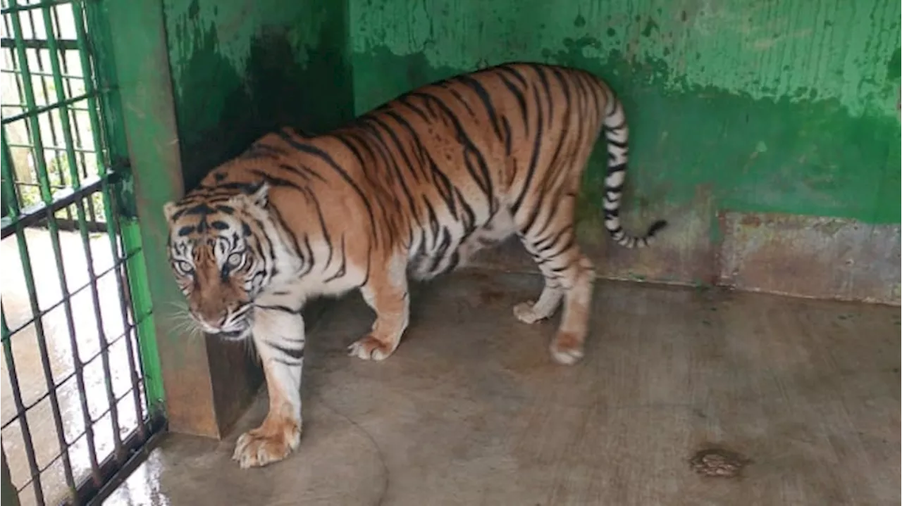 Harimau 'Si Manis' di Medan Zoo Mati, Bobby Nasution: Sudah Berusia Lanjut