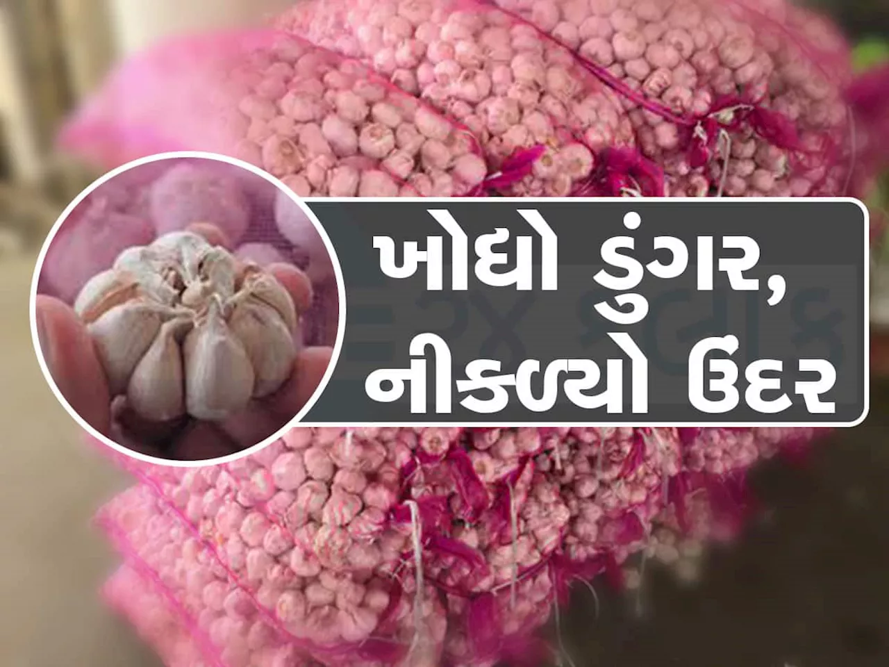 જેના માટે આખા ગામમાં હંગામો કર્યો, ગોંડલ માર્કેટ યાર્ડનું એ ચાઈનીઝ લસણ ન હતું