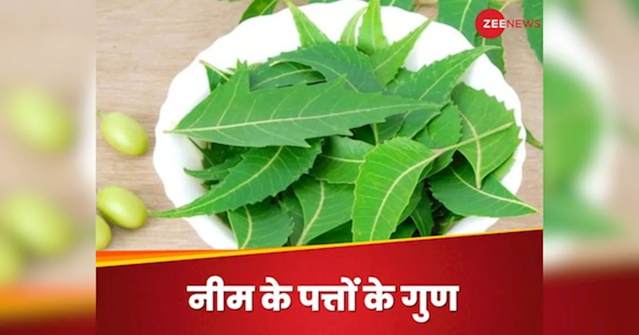 Neem: नीम के पत्तियों में मौजूद मिनरल्स दिलाएंगे एनीमिया से राहत, इस तरह करना होगा सेवन