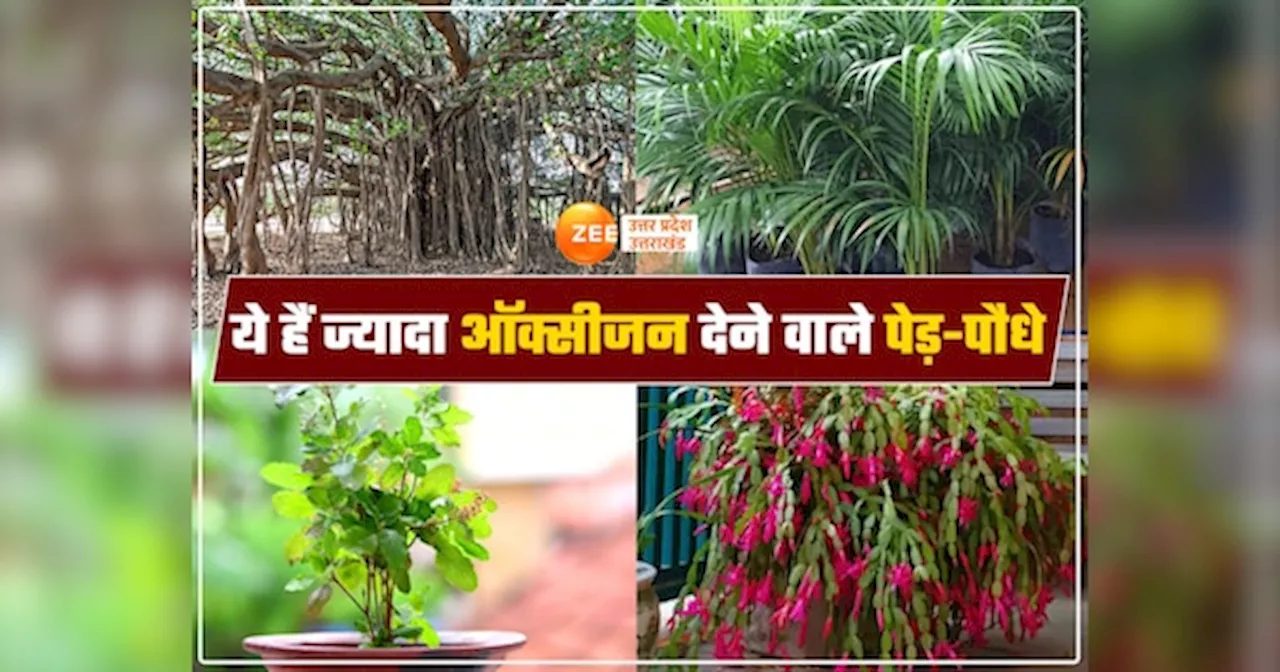 Oxygen Plants For Home: एयर फिल्टर से कम नहीं ये पांच पौधे, घर में हर वक्त शुद्ध ऑक्सीजन का बना रहेगा भंडार